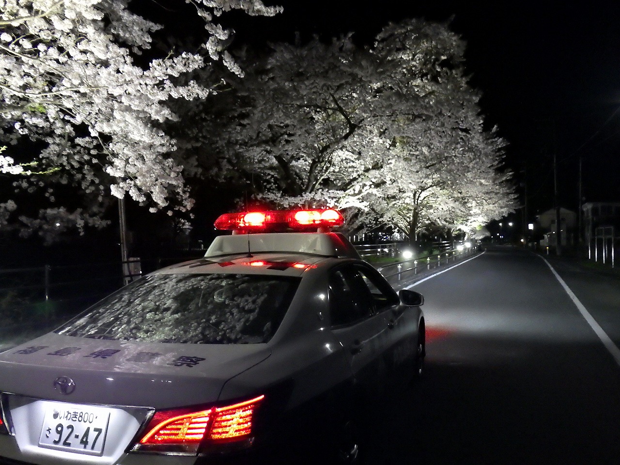 夜の森桜ナイトパトロール