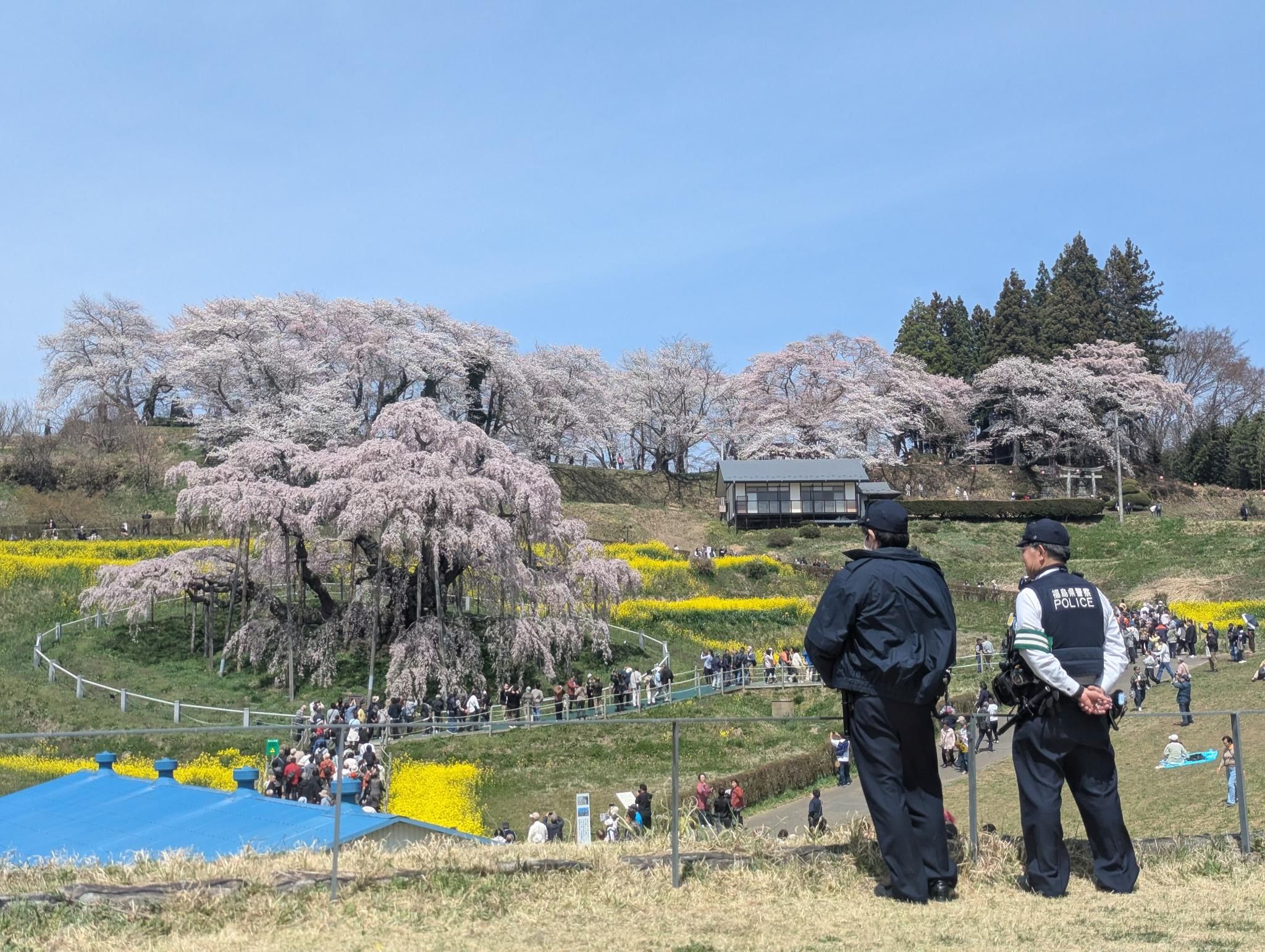 滝桜とともに人々を見守る