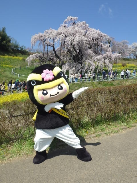 カクニンジャーと滝桜
